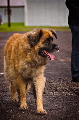 https://images.dog.ceo/breeds/leonberg/n02111129_3359.jpg