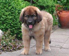 https://images.dog.ceo/breeds/leonberg/n02111129_3367.jpg