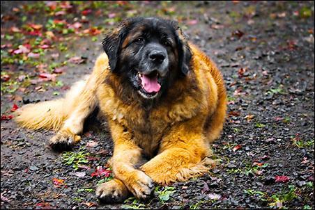 https://images.dog.ceo/breeds/leonberg/n02111129_3388.jpg