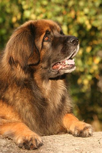 https://images.dog.ceo/breeds/leonberg/n02111129_3499.jpg