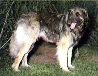 https://images.dog.ceo/breeds/leonberg/n02111129_3573.jpg