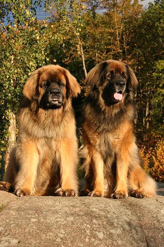 https://images.dog.ceo/breeds/leonberg/n02111129_3828.jpg