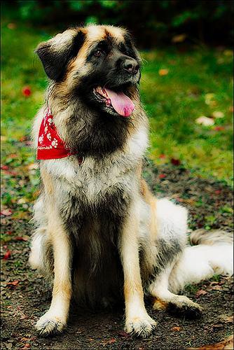 https://images.dog.ceo/breeds/leonberg/n02111129_4017.jpg