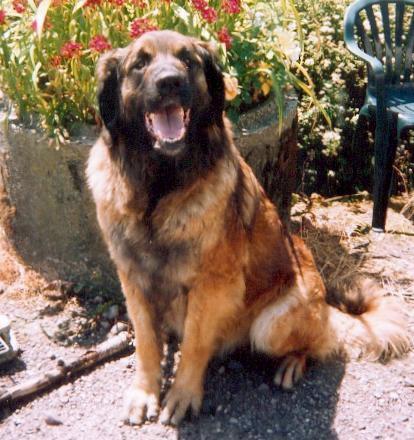 https://images.dog.ceo/breeds/leonberg/n02111129_4149.jpg