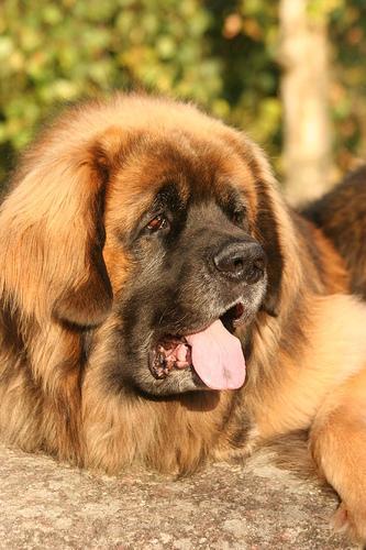 https://images.dog.ceo/breeds/leonberg/n02111129_4246.jpg