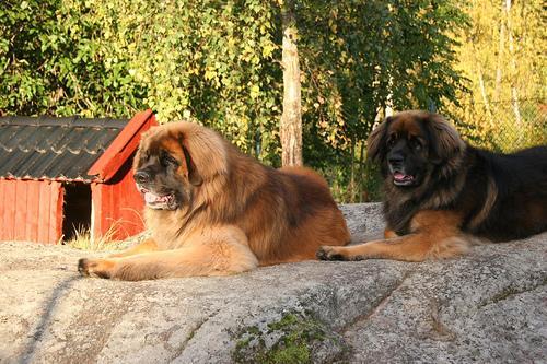 https://images.dog.ceo/breeds/leonberg/n02111129_4400.jpg