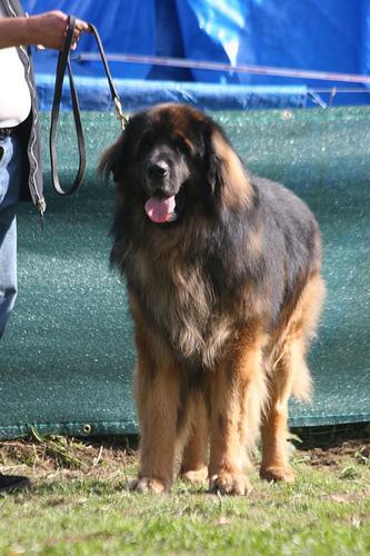 https://images.dog.ceo/breeds/leonberg/n02111129_4435.jpg