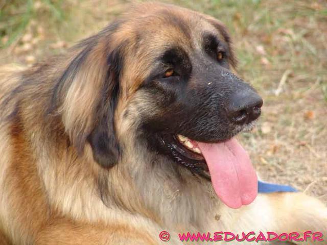 https://images.dog.ceo/breeds/leonberg/n02111129_4442.jpg