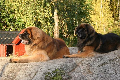 https://images.dog.ceo/breeds/leonberg/n02111129_4533.jpg