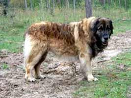 https://images.dog.ceo/breeds/leonberg/n02111129_454.jpg