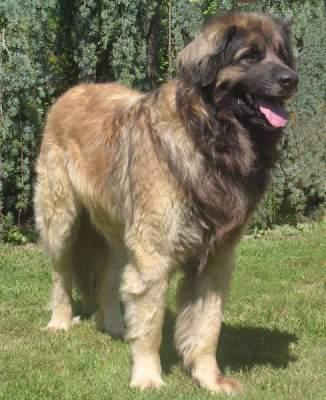 https://images.dog.ceo/breeds/leonberg/n02111129_4608.jpg