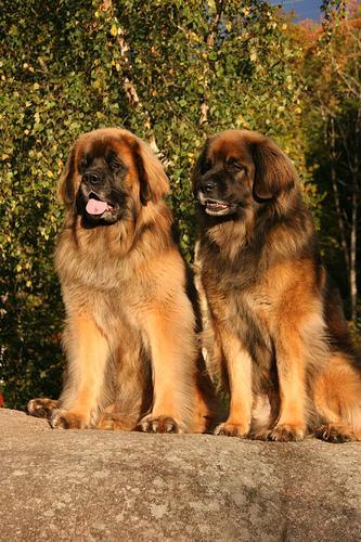 https://images.dog.ceo/breeds/leonberg/n02111129_4682.jpg