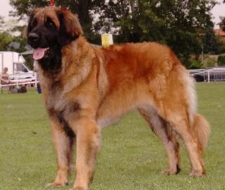 https://images.dog.ceo/breeds/leonberg/n02111129_4725.jpg