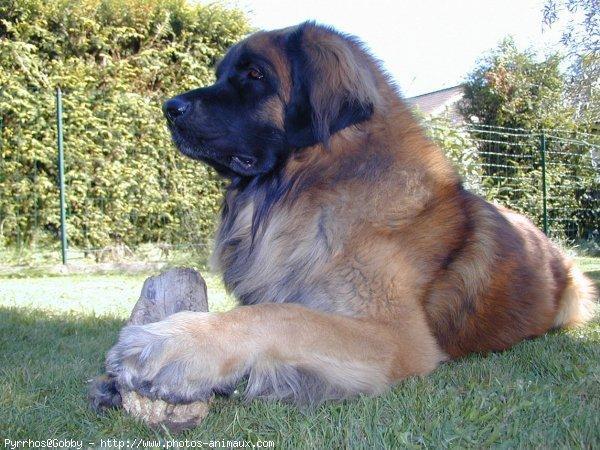 https://images.dog.ceo/breeds/leonberg/n02111129_4742.jpg