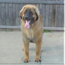 https://images.dog.ceo/breeds/leonberg/n02111129_4801.jpg