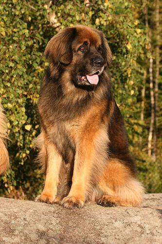 https://images.dog.ceo/breeds/leonberg/n02111129_4850.jpg