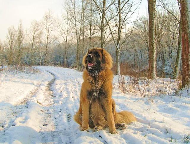 https://images.dog.ceo/breeds/leonberg/n02111129_4878.jpg