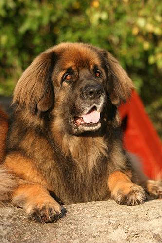 https://images.dog.ceo/breeds/leonberg/n02111129_4903.jpg