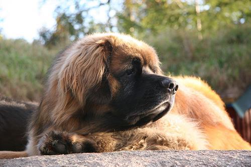 https://images.dog.ceo/breeds/leonberg/n02111129_5237.jpg