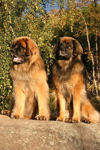 https://images.dog.ceo/breeds/leonberg/n02111129_5303.jpg