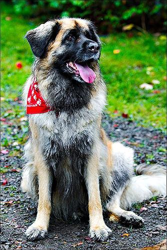 https://images.dog.ceo/breeds/leonberg/n02111129_571.jpg