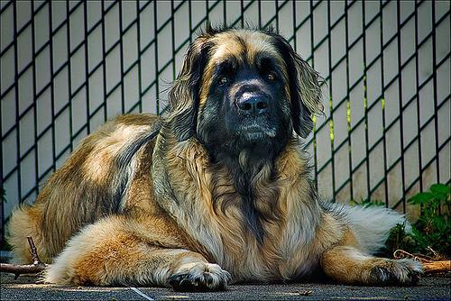 https://images.dog.ceo/breeds/leonberg/n02111129_638.jpg