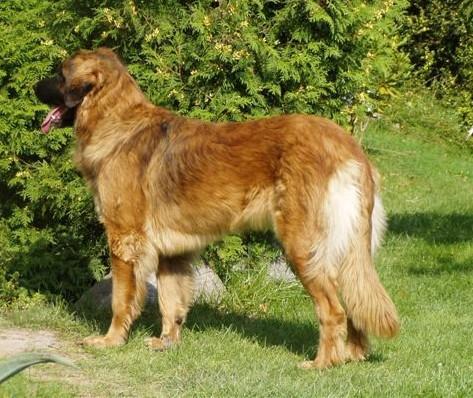 https://images.dog.ceo/breeds/leonberg/n02111129_686.jpg