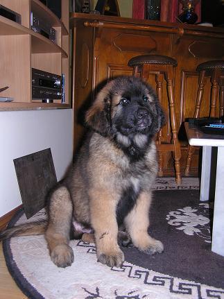 https://images.dog.ceo/breeds/leonberg/n02111129_819.jpg