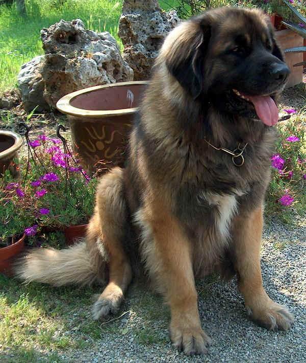 https://images.dog.ceo/breeds/leonberg/n02111129_844.jpg