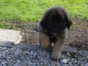 https://images.dog.ceo/breeds/leonberg/n02111129_970.jpg