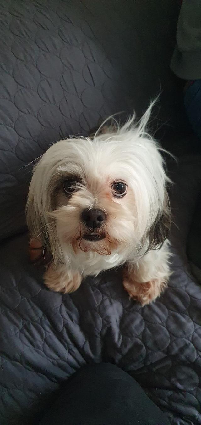 https://images.dog.ceo/breeds/lhasa/Snapchat-1341079954.jpg