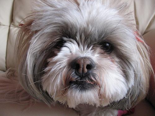 https://images.dog.ceo/breeds/lhasa/n02098413_10285.jpg