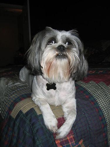 https://images.dog.ceo/breeds/lhasa/n02098413_1137.jpg