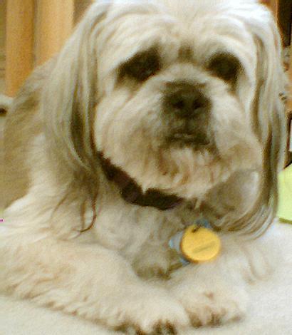 https://images.dog.ceo/breeds/lhasa/n02098413_11385.jpg