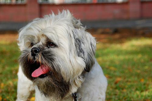 https://images.dog.ceo/breeds/lhasa/n02098413_11519.jpg