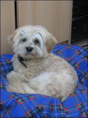 https://images.dog.ceo/breeds/lhasa/n02098413_12117.jpg