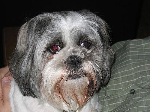 https://images.dog.ceo/breeds/lhasa/n02098413_13405.jpg