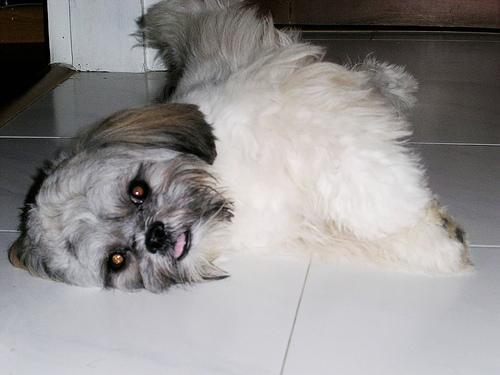 https://images.dog.ceo/breeds/lhasa/n02098413_14191.jpg