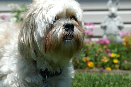 https://images.dog.ceo/breeds/lhasa/n02098413_1454.jpg