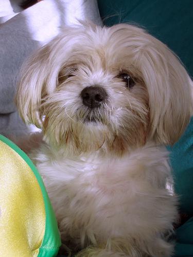 https://images.dog.ceo/breeds/lhasa/n02098413_16076.jpg