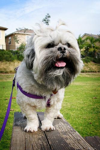 https://images.dog.ceo/breeds/lhasa/n02098413_161.jpg