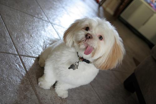 https://images.dog.ceo/breeds/lhasa/n02098413_16322.jpg