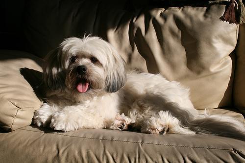 https://images.dog.ceo/breeds/lhasa/n02098413_1693.jpg