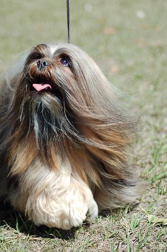 https://images.dog.ceo/breeds/lhasa/n02098413_17364.jpg