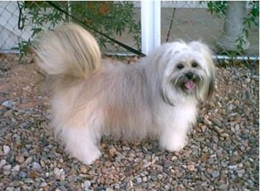 https://images.dog.ceo/breeds/lhasa/n02098413_17369.jpg