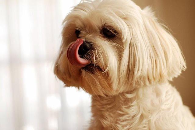 https://images.dog.ceo/breeds/lhasa/n02098413_178.jpg