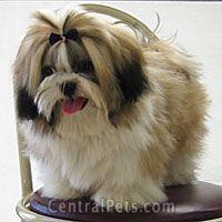 https://images.dog.ceo/breeds/lhasa/n02098413_17895.jpg