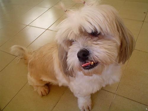 https://images.dog.ceo/breeds/lhasa/n02098413_18706.jpg