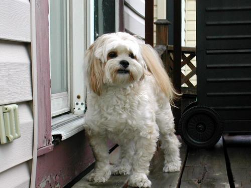 https://images.dog.ceo/breeds/lhasa/n02098413_19649.jpg