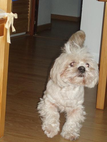 https://images.dog.ceo/breeds/lhasa/n02098413_20304.jpg